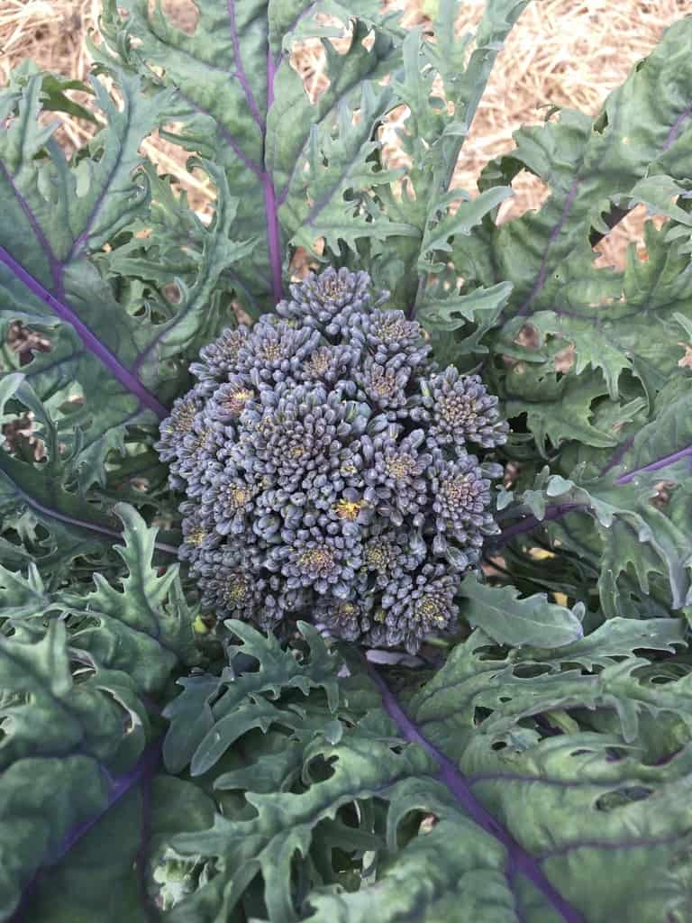 A unique hybrid brassica plant that I grow in my garden.