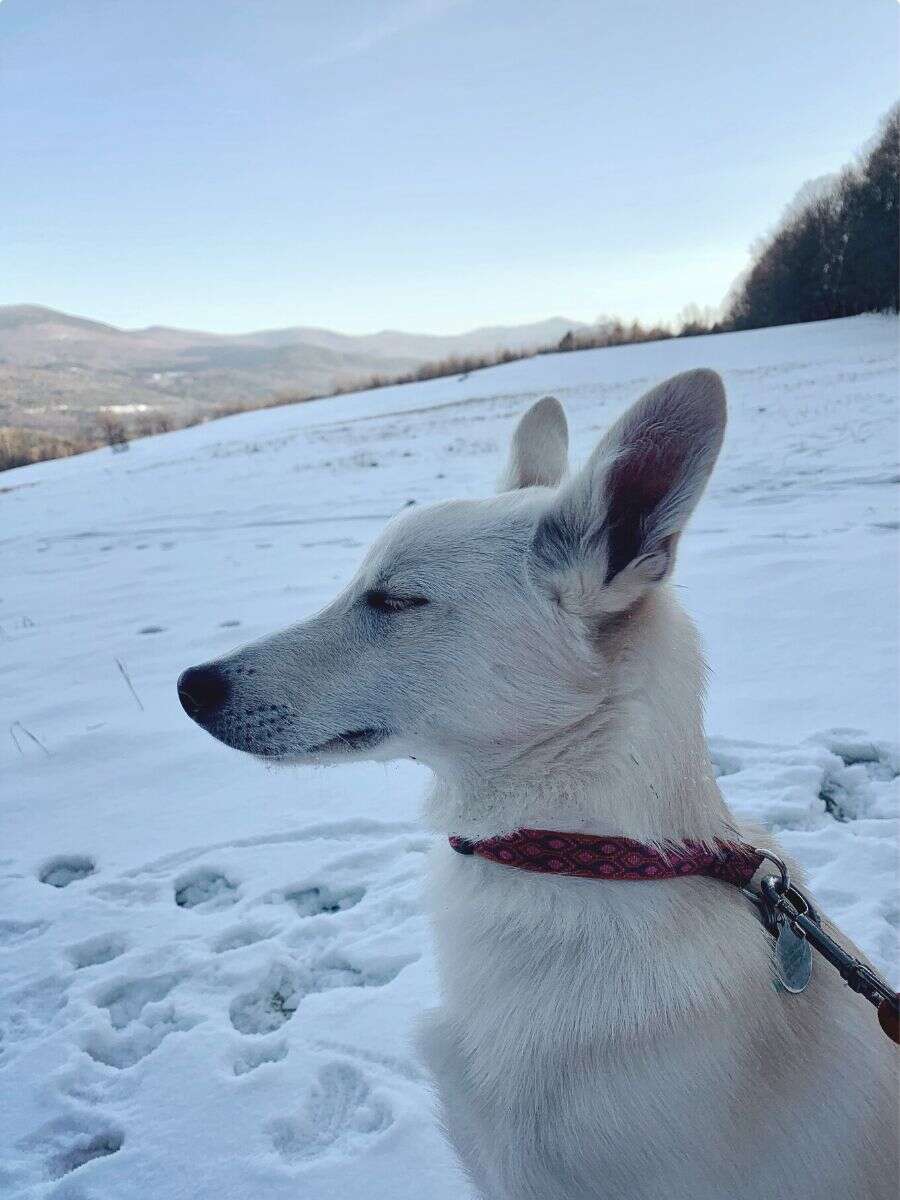 Alaskan huskies loves the snow and make it easy to go winter camping with dogs.