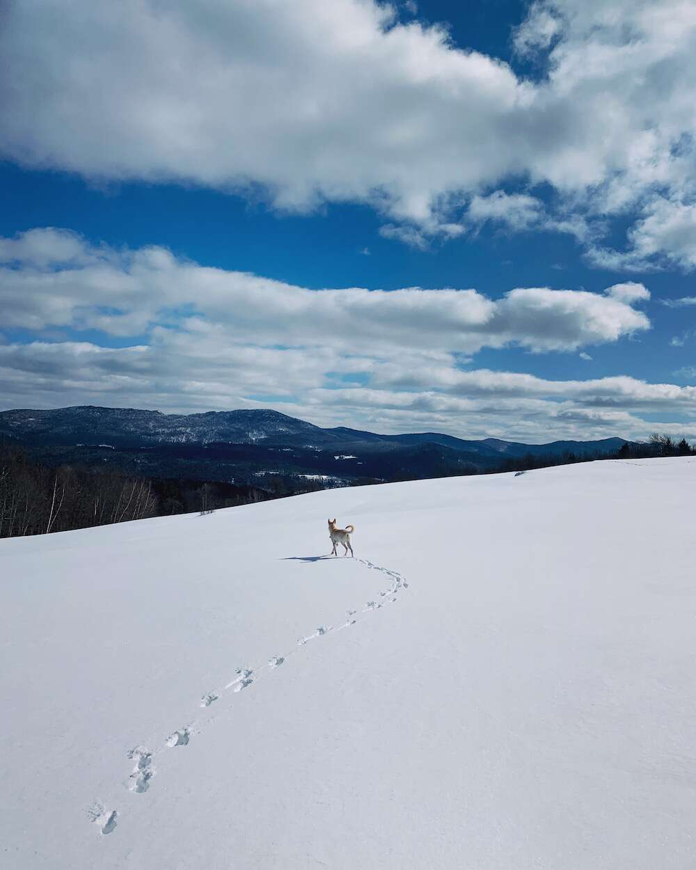 At home in Vermont our husky loves to run through snowy fields.