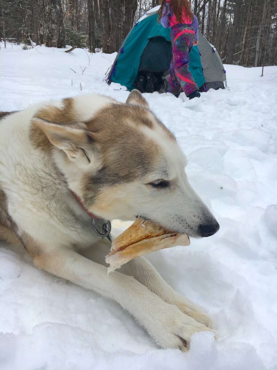 Extra treats and chew bones are super important to have on hand when winter camping with dogs. They need the extra treats!