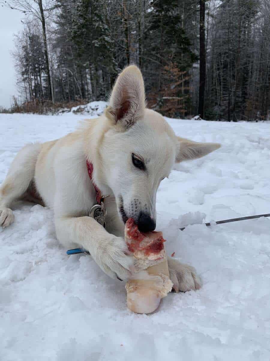 Dogs love special treats when camping and it keep them occupied to have a bone to chew on.