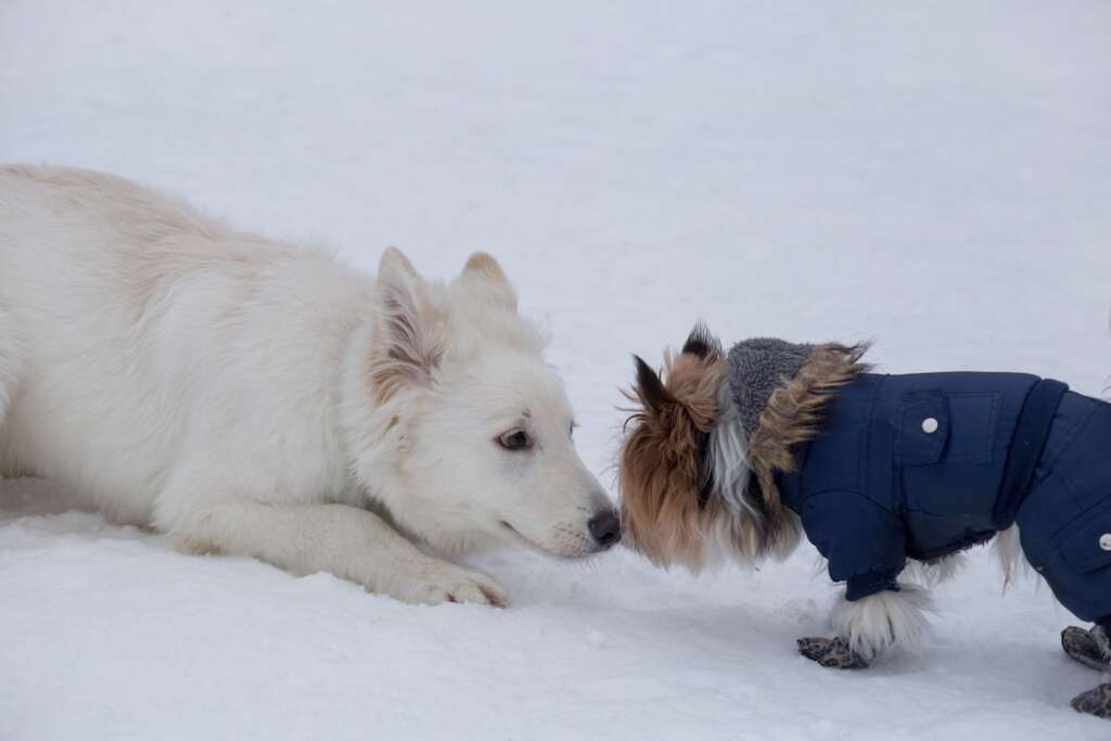 A beautiful white fluffy dog sniffs noses with a Yorkshire terrier wearing a winter coat to stay warm on a snoy day.