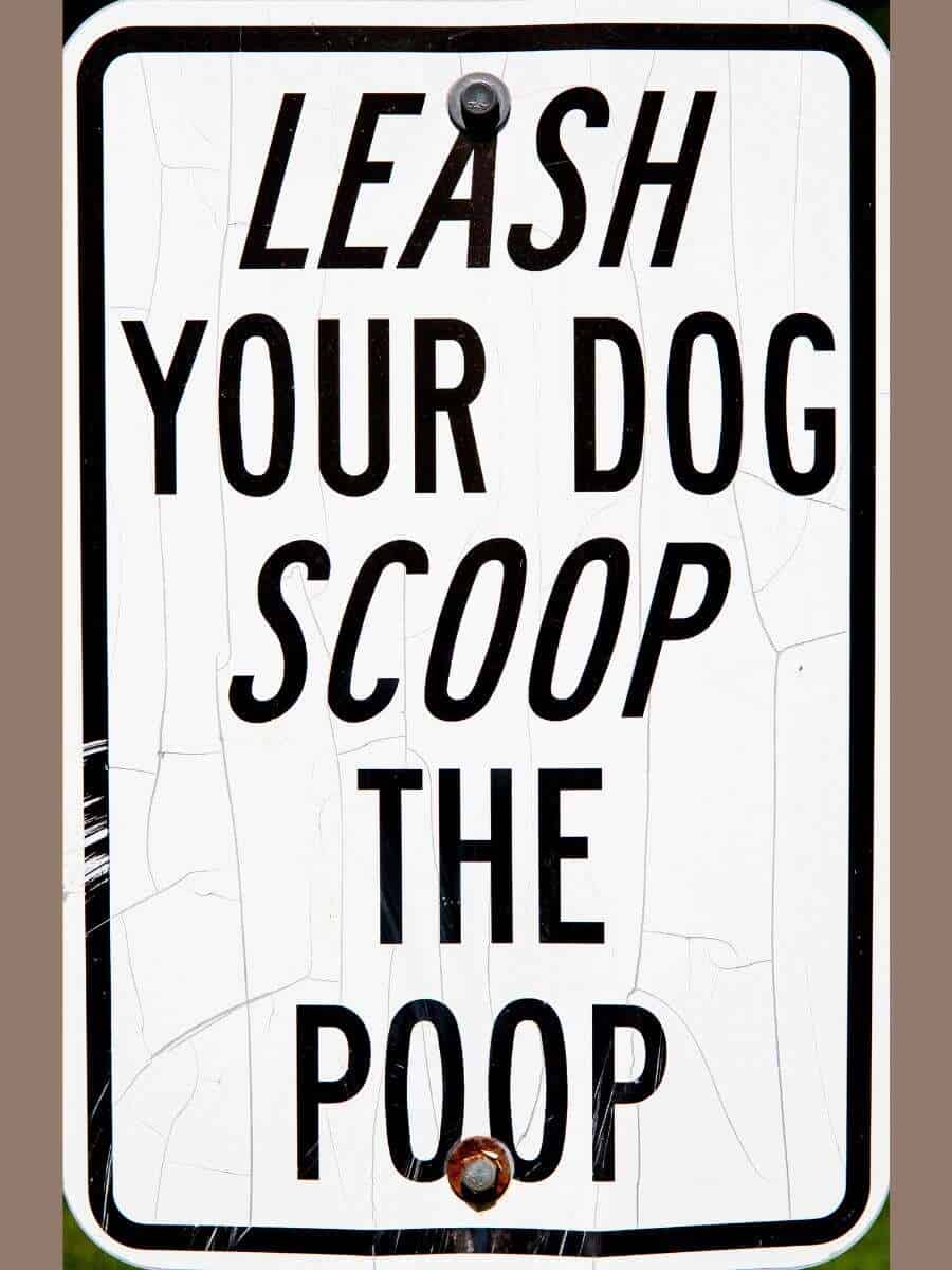 Scoop your dog poops when winter camping with dogs please, or people will find unwelcome surprises.