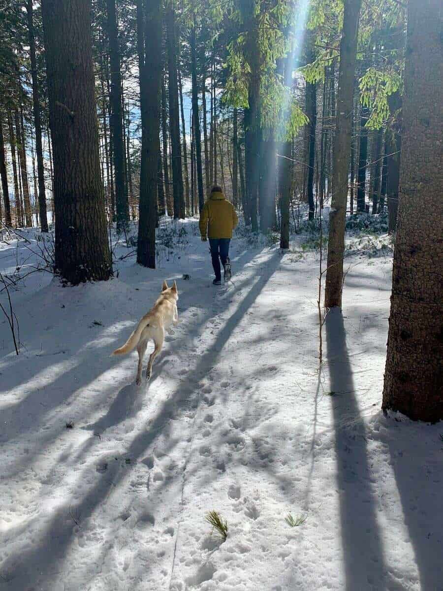 Winter walks in the woods are a daily necessity in the winter with our dog.