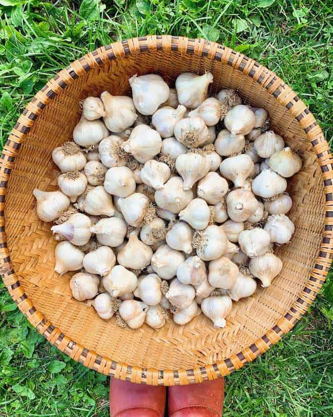 This is a bowlful of harvested garlic from our garden in Vermont and it is one of my favorite crops to grow.