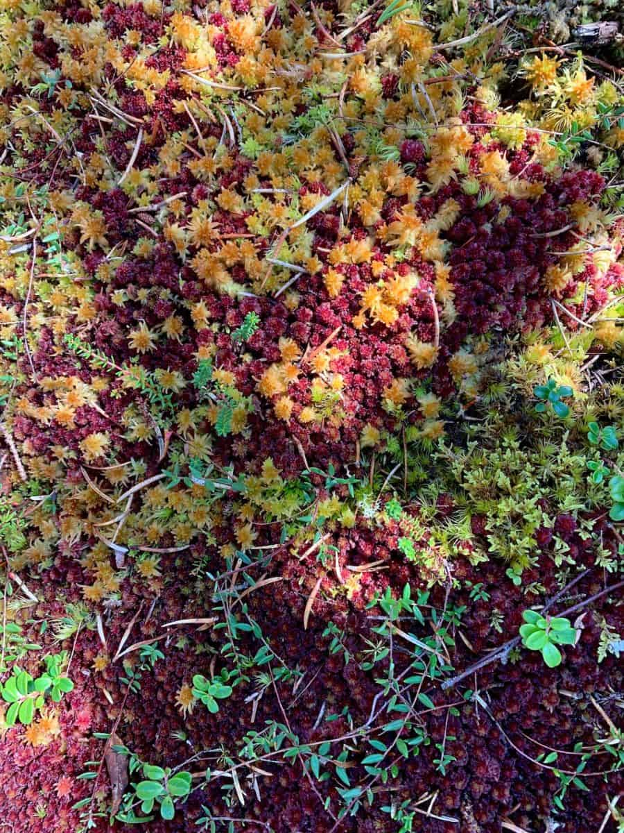 Moss, lichen, and low forest plants abound with colorful displays in the Great Wass Island Preserve. 