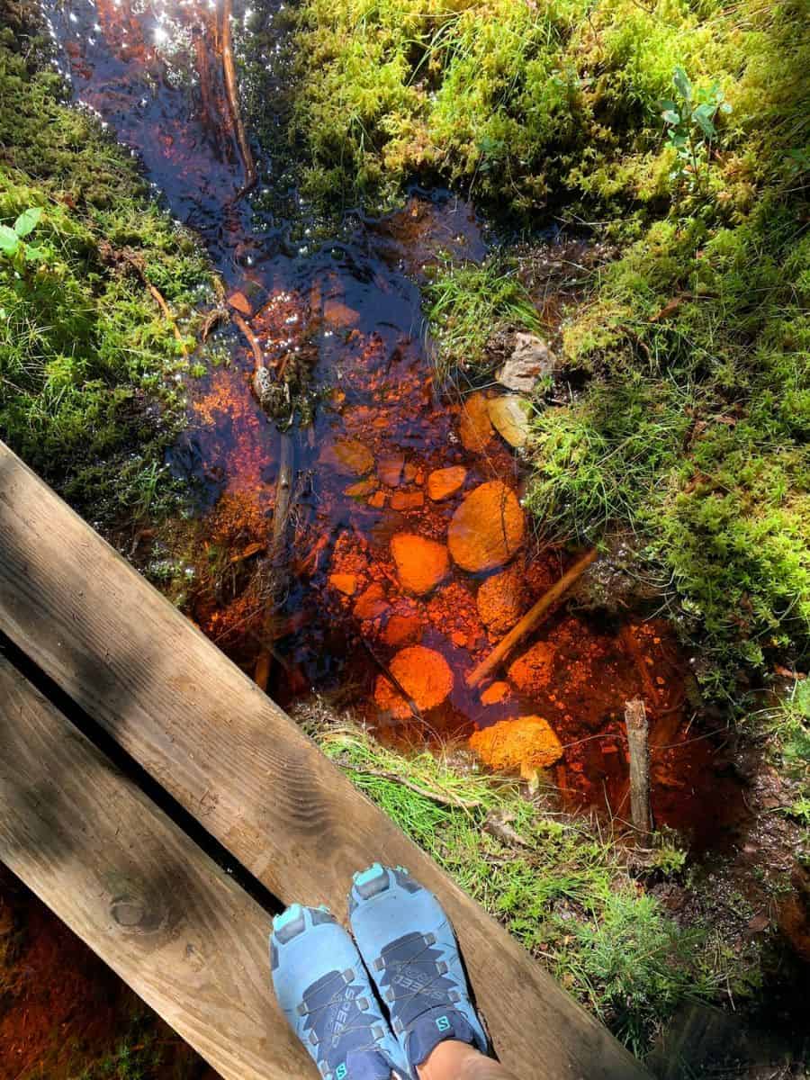 Red bog water is a fascinating thing to observe in Great Wass Island. 