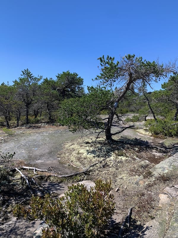 The high point of Little Cape Point Trail on Great Wass Island Preserve has gorgeous old coastal jack pines to admire. 