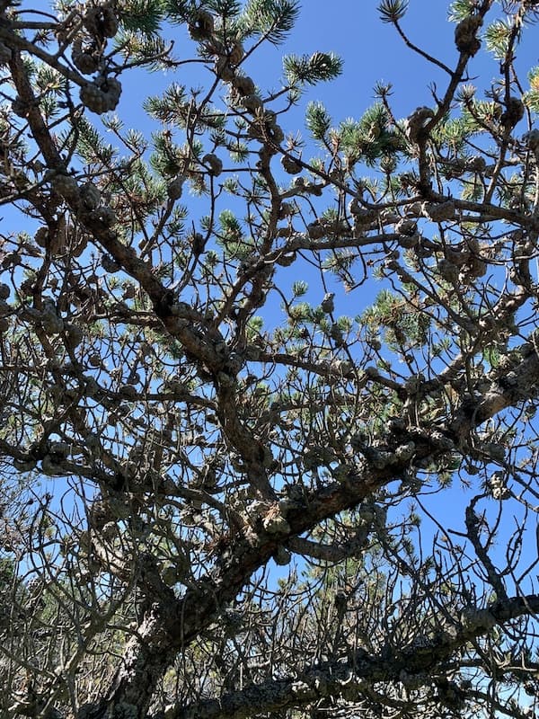 Coastal Jack Pines have a crooked and craggy ancient appearance.