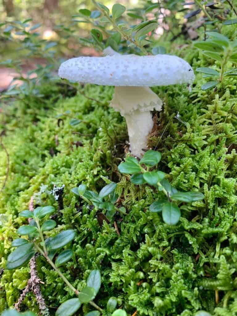 Fungi are nestled in amongst the moss, low bush cranberries, and lichen in the woods. 
