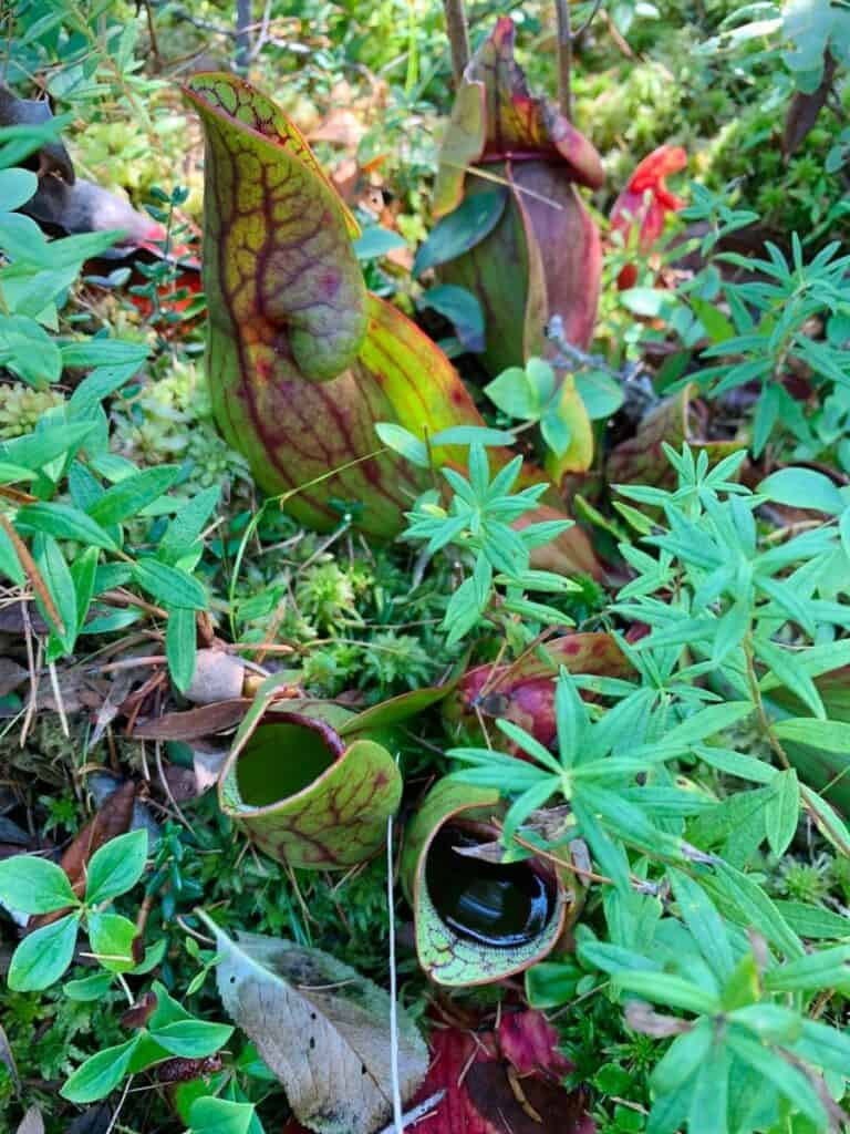 Pitcher plants can be found off the boardwalk sections on Little Cape Point Trail.