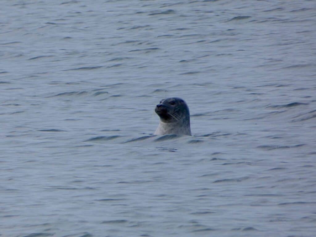 Harbor seals are curious about humans and tend to pop up along the shoreline observing hikers. 
