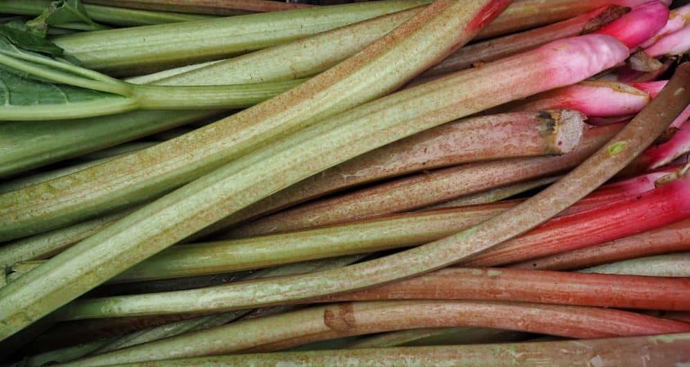 Rhubarb needs to be fresh and the coloration for use in a canning recipe to ensure it is going to taste perfect!