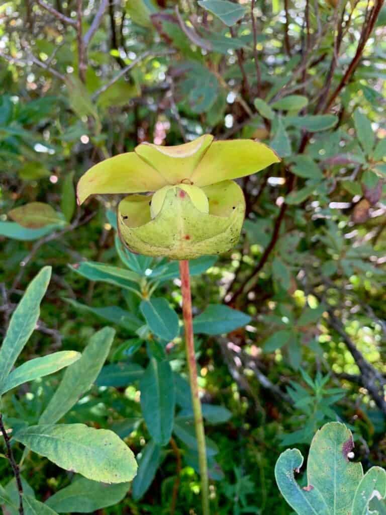 Rare and unique plants are an important and protected part of the ecosystem at Great Wass Island. 