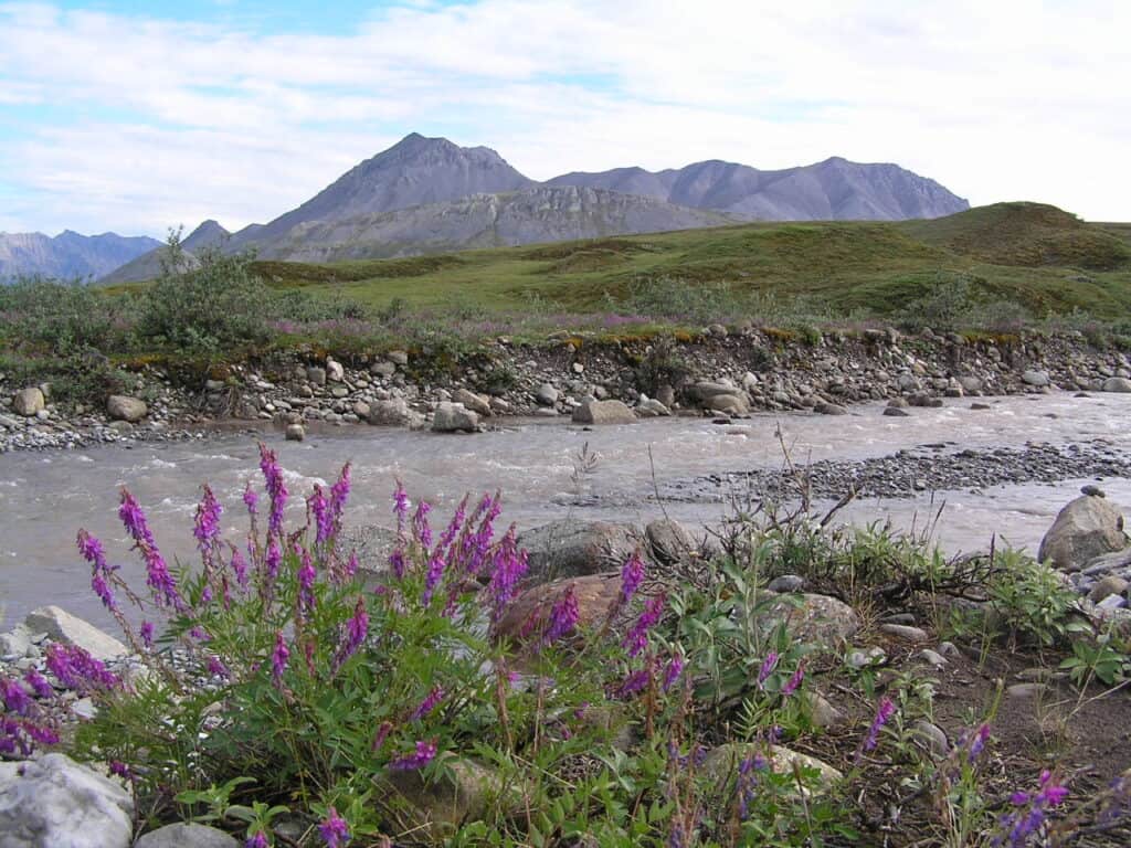 Vibrant purple wildflowers bloom along the rocky banks of a silty river that cuts through the tundra along the Dalton Highway near the Arctic Circle, Fairbanks. The rugged landscape is framed by distant mountains, highlighting the untamed beauty of the Alaskan wilderness.