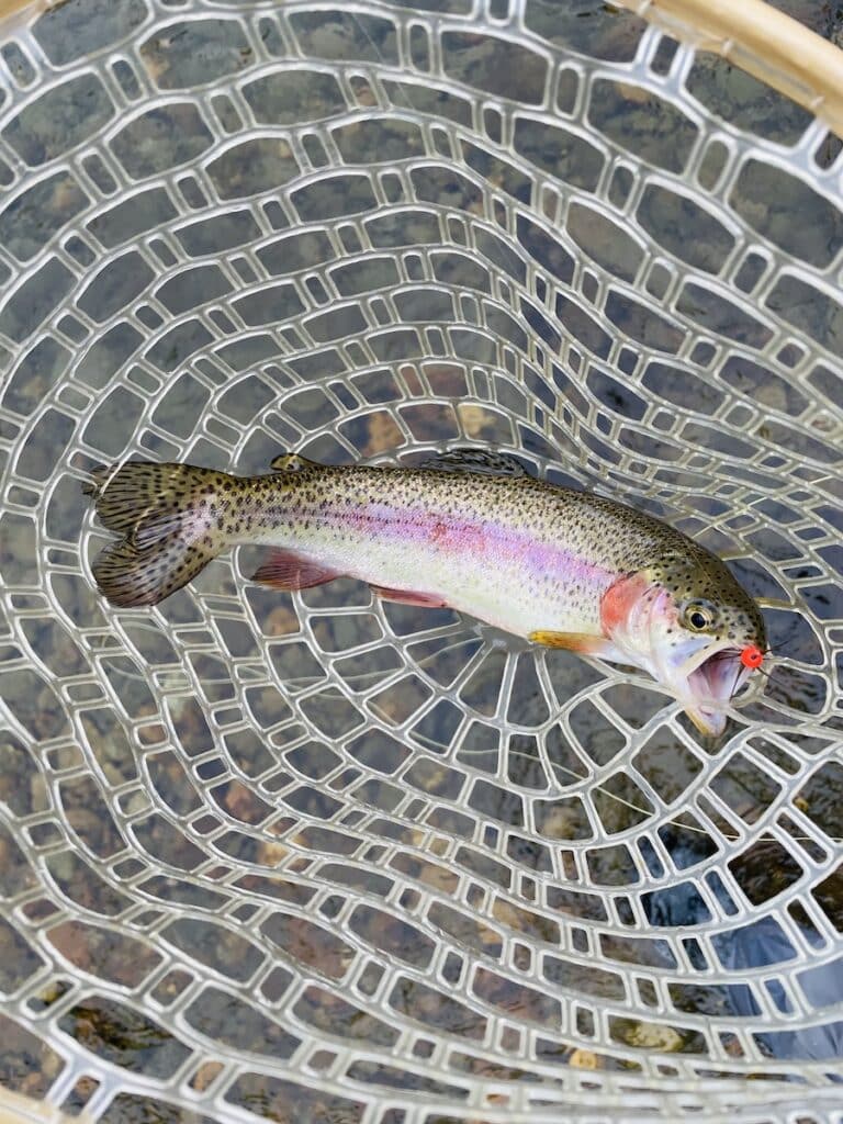 Trout are a common fish caught via fly fishing inVermont.