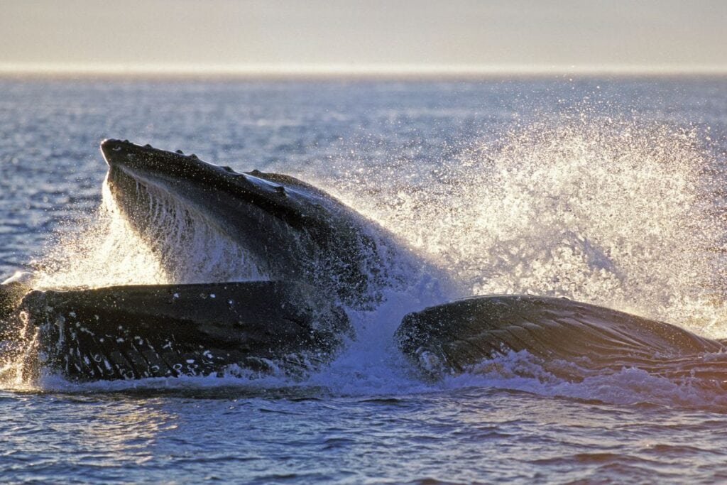 Unforgettable encounter with a breaching humpback whale during one of the best Juneau Whale Watching Tours.