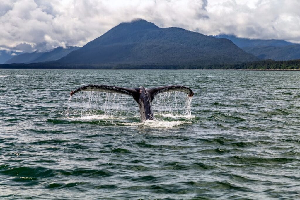 Impressive tail fluke of a humpback whale emerging from the waters of Juneau, Alaska.