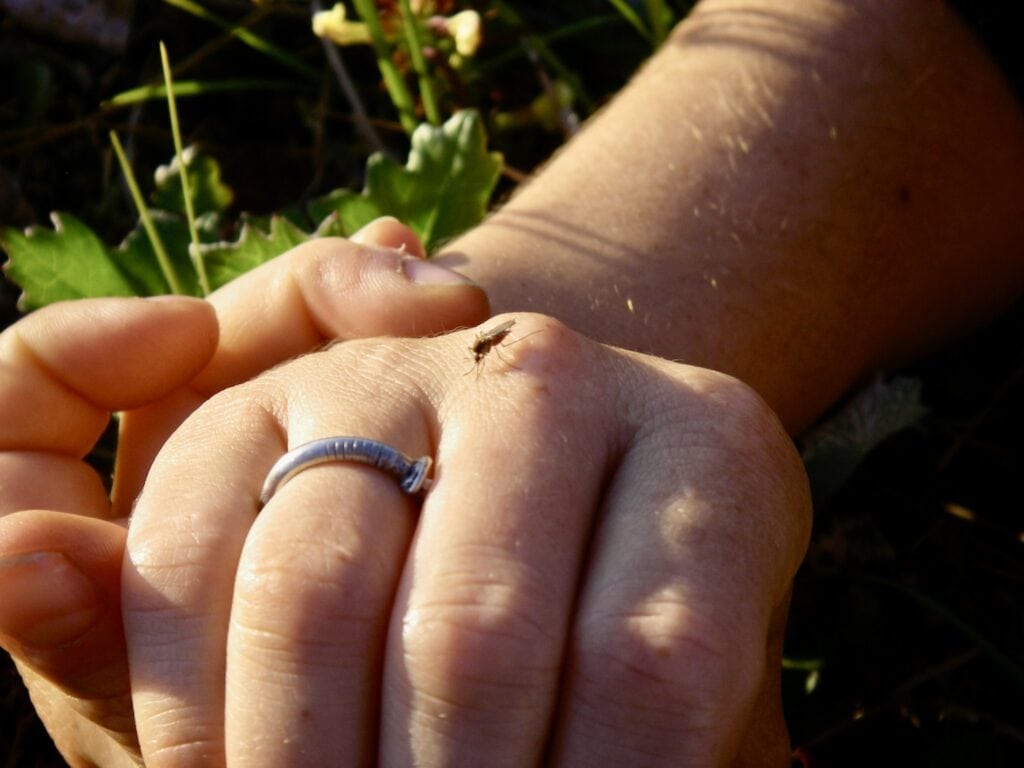 Mosquitoes land on all parts of your exposed body. This mosquito decided to feast upon my finger.