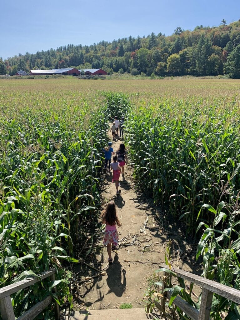 The Percy Corn Maze is a lovely place to go for an adventure in Stowe, VT!