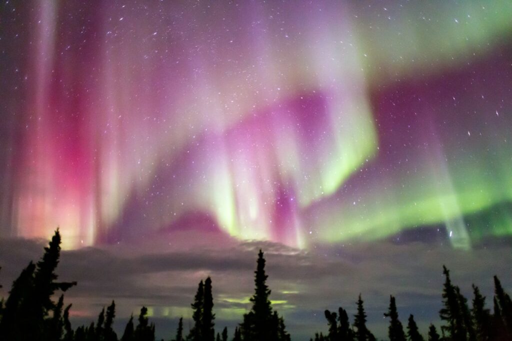 Dancing pink and green ribbons are seen during a northern lights tour in Fairbanks, AK. The tips of black spruce trees line the bottom of the image.