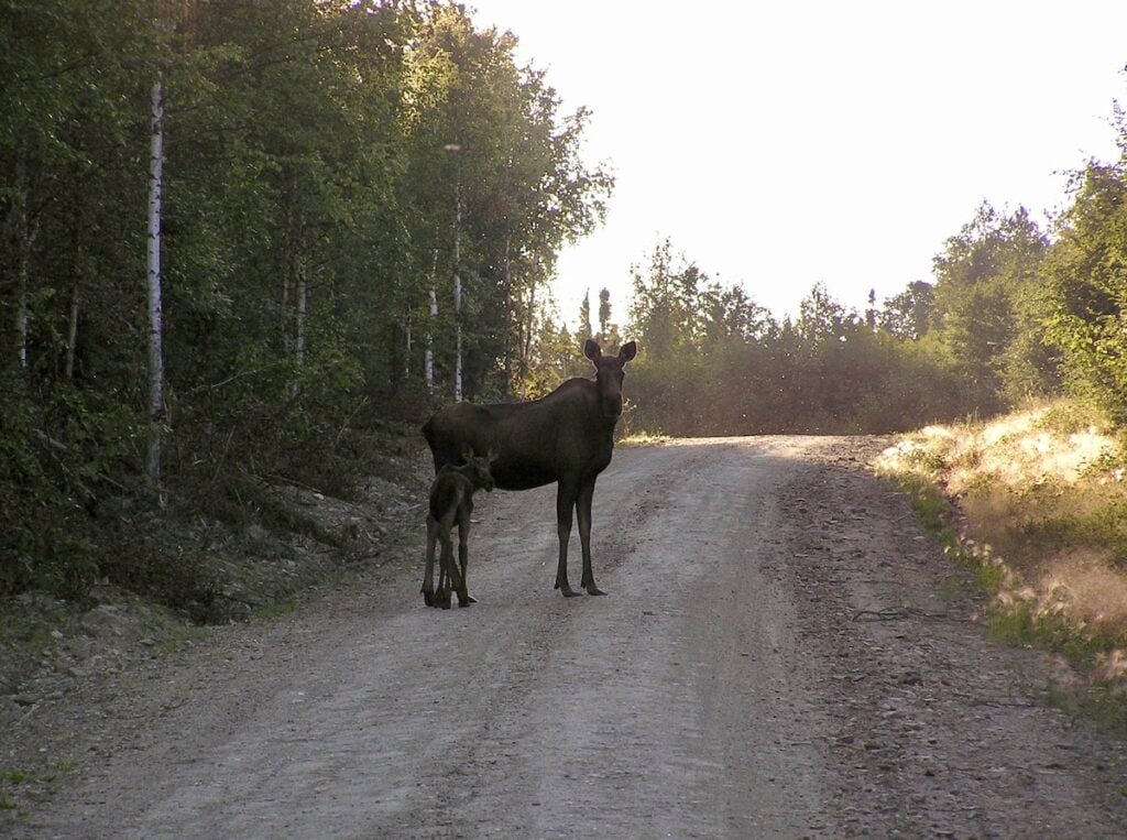 A mama moose and baby moose stand on a narrow dirt road lined by birch trees in Fairbanks, Alaska and the sunlight slightly silhouettes them from behind.