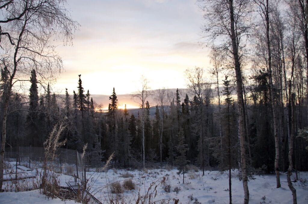 The view of a morning sunrise in Fairbanks Alaska. It shows the low horizon sunlight that is typical for Alaskan winters. Subdued winter sunlight filters through a forest of bare birch and evergreen trees, casting a golden glow over the snowy landscape.