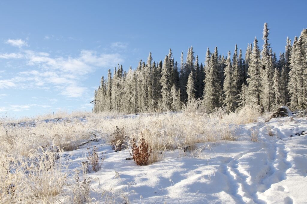 Magical light can adorn the snowy hillsides in Fairbanks, Alaska in November. The black spruce trees glow in the light on Murphy Dome and a trail of footprints leads off to the right. It's a bluebird day.