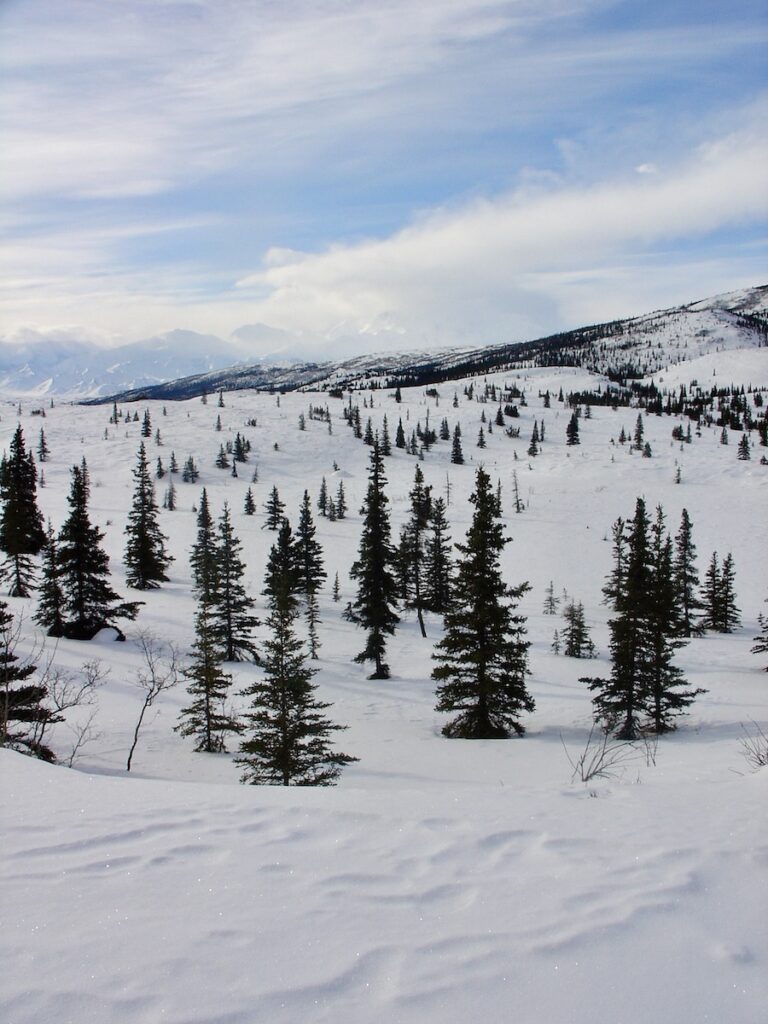 Winter landscape showcasing a sparse forest of coniferous trees on a snow-covered plain with the majestic peaks of the Denali range in the distance under a partly cloudy sky. 