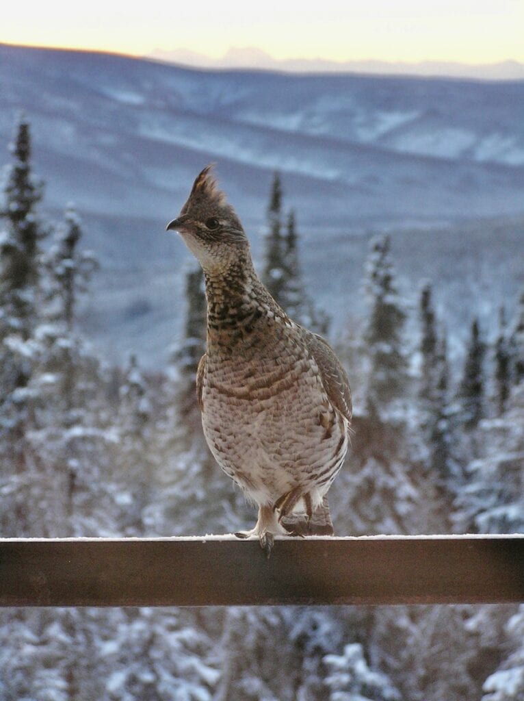 Close-up of a spruce hen perched on my railing at our house in Fairbanks Alaska with a backdrop of a frosty landscape at dawn, showcasing the bird's detailed plumage against the serene wilderness. 