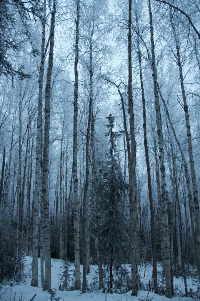 Tall, slender birch trees stand stark against the dusky blue light of an early winter evening in Fairbanks, Alaska, with a blanket of snow covering the ground and a hint of evergreen shrubs peeking through.