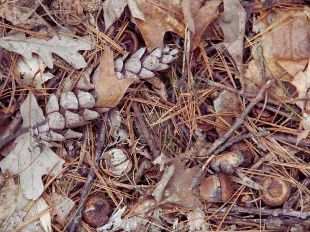 The forest floor in November in Vermont is dappled with pinecones amongst dried pine needles, small sticks, and brown leaves.