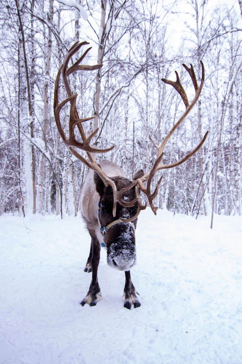 A close up frontal view of an adorable domestic reindeer standing in the snowy forest in Fairbanks, Alaska.