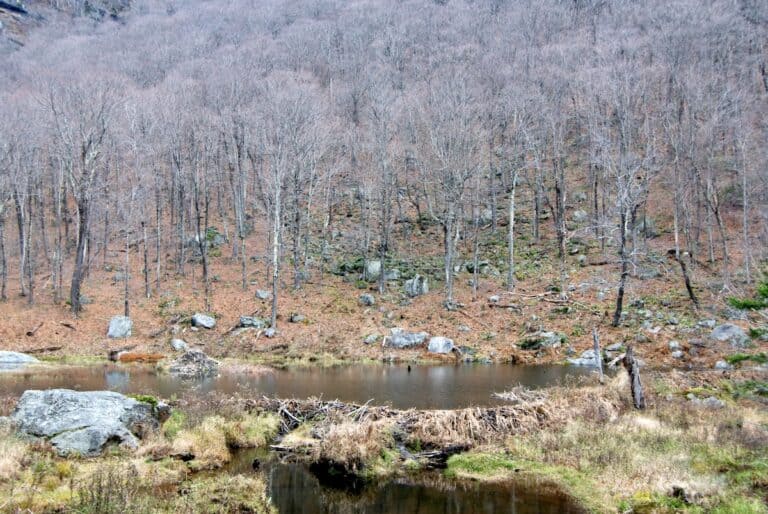 Stick Season in Vermont means the forest is dressed in browns and grays, the trees are bare, and the reflections of the trees show in this beaver pond in the forest.