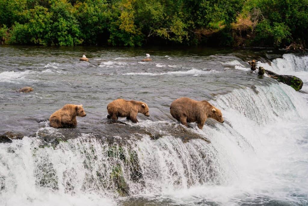 Three brown bears are on the edge of a waterfall looking for salmon on the Brooks River in Katmai National Park in Alaska. 