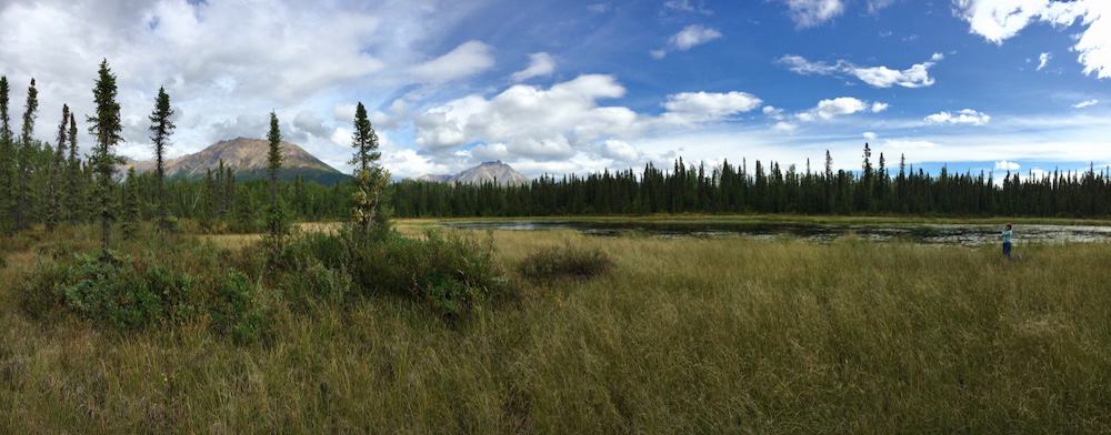 Panoramic view of a serene Alaskan landscape near McCarthy, featuring a lush wetland with tall grasses, a dense coniferous forest, and distant mountains under a spacious sky with scattered clouds.
